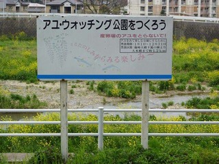 s-2010-06-05ayu.jpg